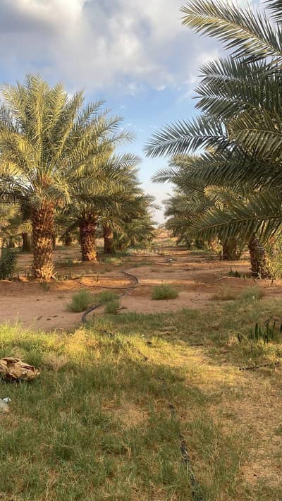Farm for Sale in Alhanakiuh - A distinctive farm for sale in Al-Hanakiya