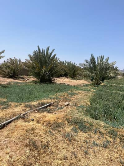 مزرعة للبيع في المليليح، المدينة المنورة - للبيع مزرعه في المدينه المنوره المليليح مزرعة للبيع في المليليح، المدينة المنورة - للبيع مزرعه في المدينه المنوره المليليح