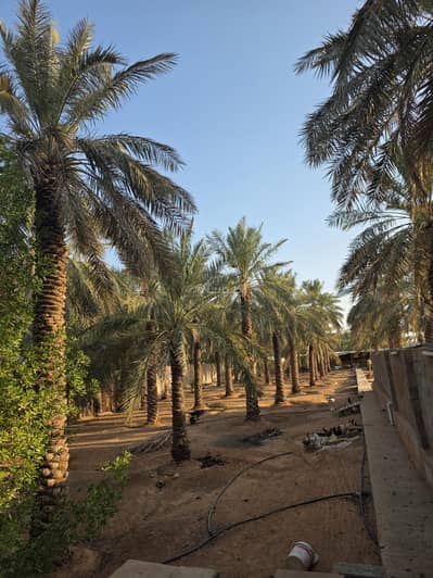 5 Bedroom Farm for Sale in Ar Rimal, Unayzah - Farm for sale in Al RamaL, Uyunah 5 Bedroom Farm for Sale in Ar Rimal, Unayzah - Farm for sale in Al RamaL, Uyunah