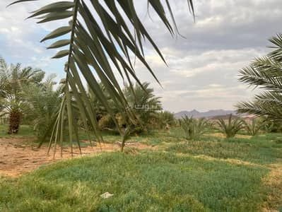 Farm for Sale in Al Mulaylih, Madina - For sale: a farm in Madinah ( المدينة المنورة) al-Milayliḥ Farm for Sale in Al Mulaylih, Madina - For sale: a farm in Madinah ( المدينة المنورة) al-Milayliḥ