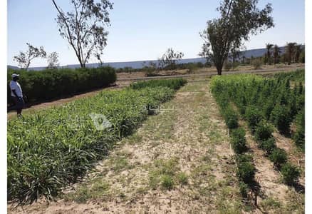 Farm for Rent in Allabih 2 - farm Farm for Rent in Allabih 2 - farm