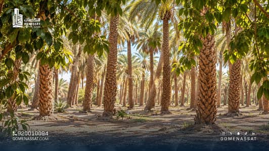 مزرعة  للايجار في المسيل، الهياثم - مزرعه للايجار او الاستثمار .