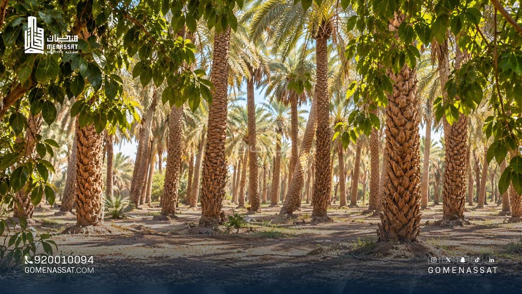 مزرعه للايجار او الاستثمار . مزرعه للايجار او الاستثمار .