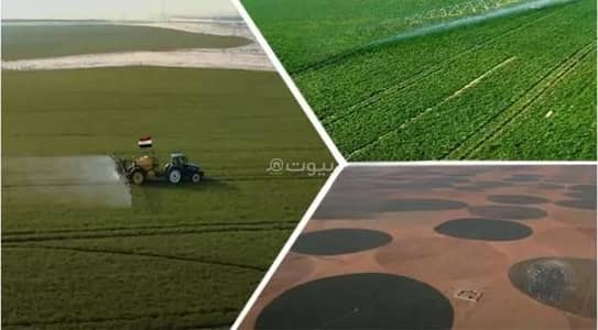 1 Bedroom Farm for Sale in Fakieh Farms, Tabuk - Farm For Sale in Fakieh Farms, Tabuk
