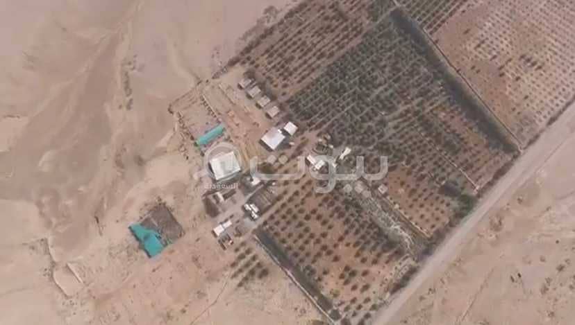 مزرعة للبيع بالغاط، منطقة الرياض مزرعة للبيع بالغاط، منطقة الرياض