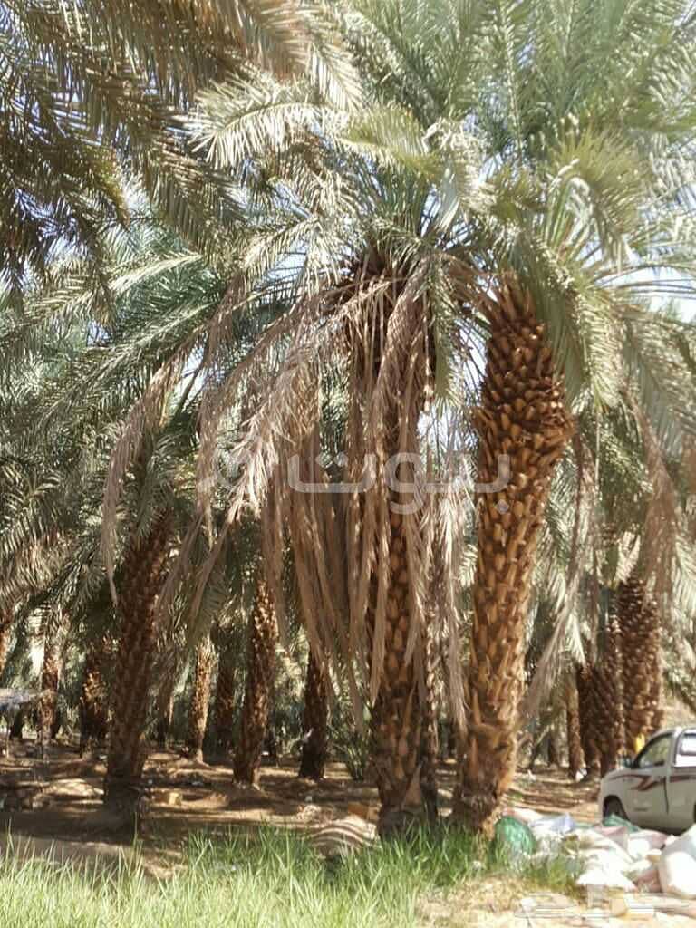 Spacious Farm for Sale in Al Khalil, Madina