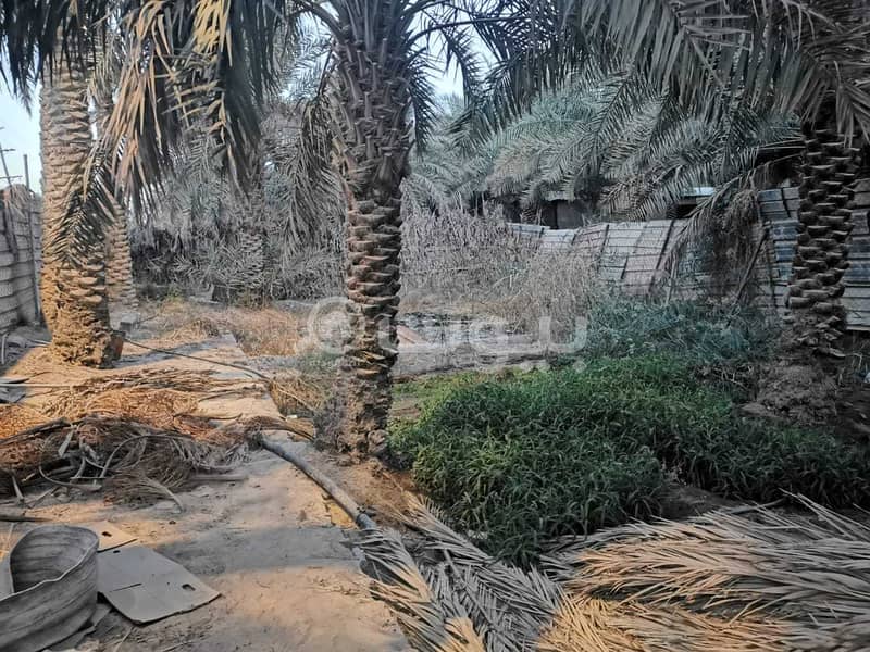 Two Farms For Sale In Al Dalwah, Al Ahsa
