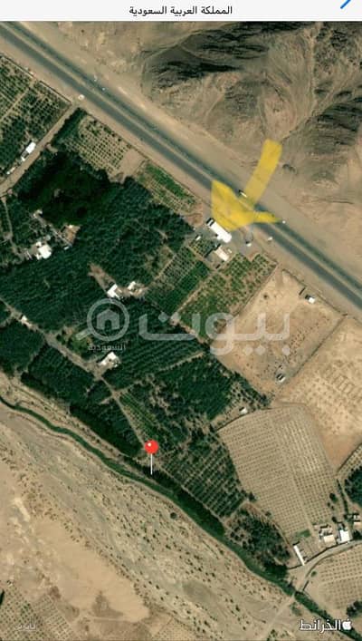 Agriculture Plot for Sale in Madina, Al Madinah Region - Agricultural Land For Sale In Madina