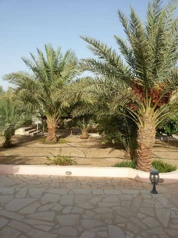 Photo Photo