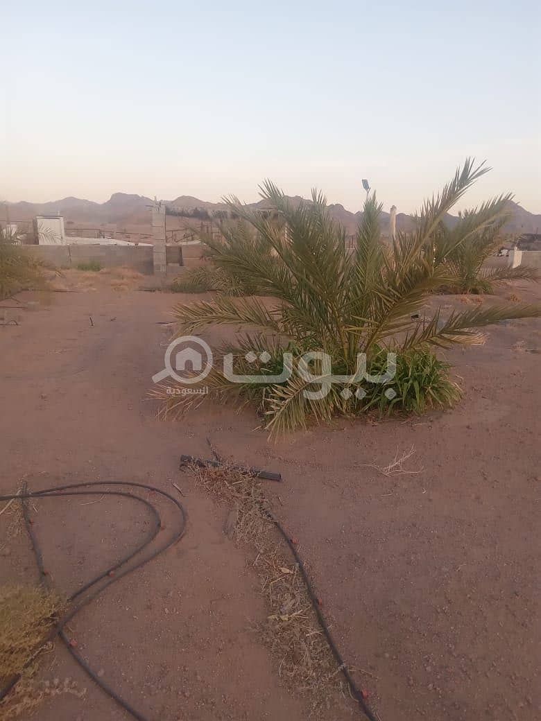 مزرعه في المدينه المنوره شمال تبعد عن الحرم اربعين كيلو مزرعه في المدينه المنوره شمال تبعد عن الحرم اربعين كيلو