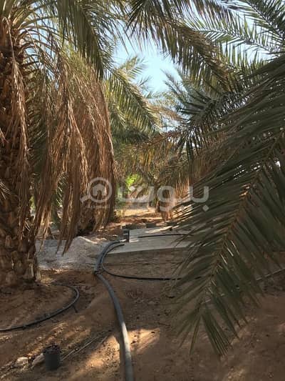 مزرعة  للبيع في ضرما، منطقة الرياض - للبيع مزرعة فيها فيلتين في قصور ال مقبل، ضرما