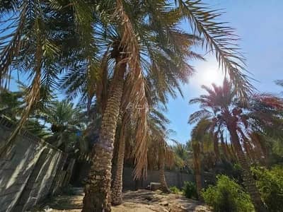 Farm for Sale in As Saifa, Al Ahsa - Farm for Sale in Al Saifa, Al Ahsa