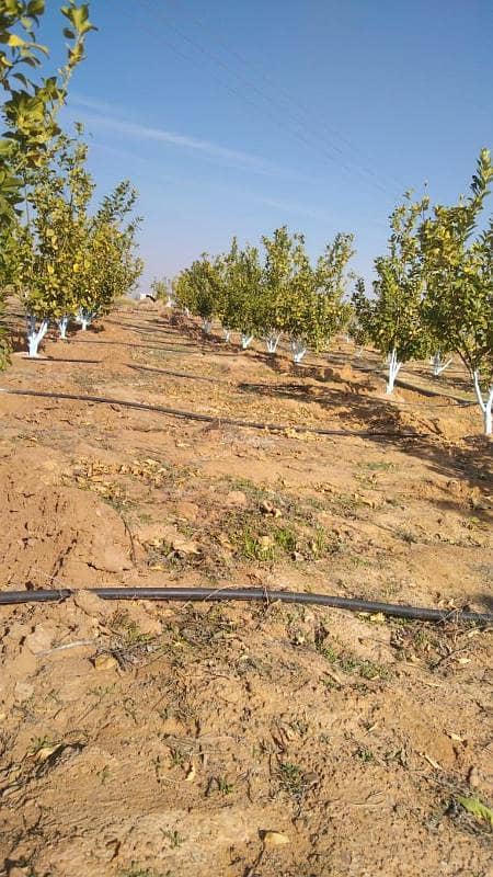 Farm for sale in Mazaraat Kabeed neighborhood, Al-Qassim region