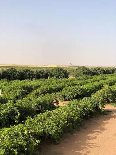 5 Bedroom Farm for Sale in Aljilaf - Farm for Sale in Aljilaf