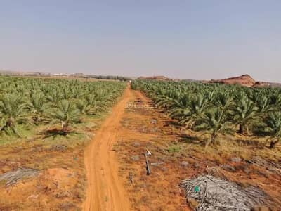 مزرعة 1 غرفة نوم للبيع في غاف الجواء، عيون الجواء - مزرعة للبيع