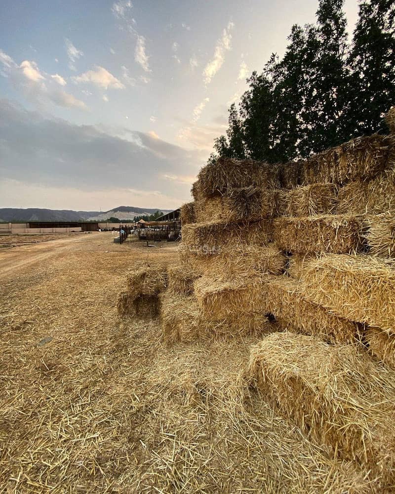 A farm with a view and large areas