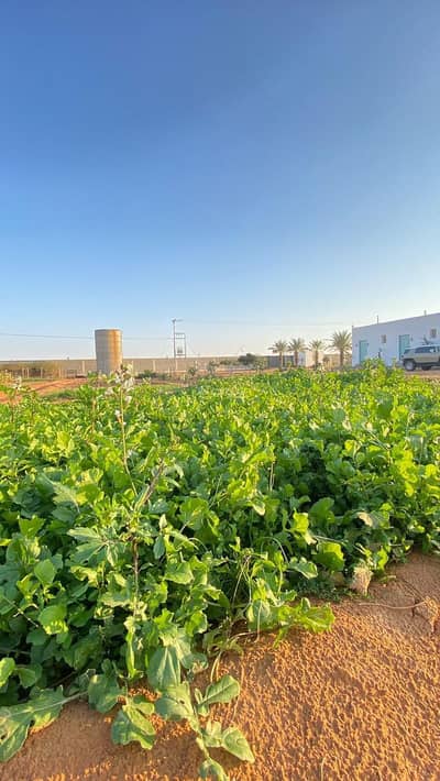 مزرعة  للبيع في قرية الناصرية - منطقة الرياض - مزرعة للبيع في قرية الناصرية - منطقة الرياض