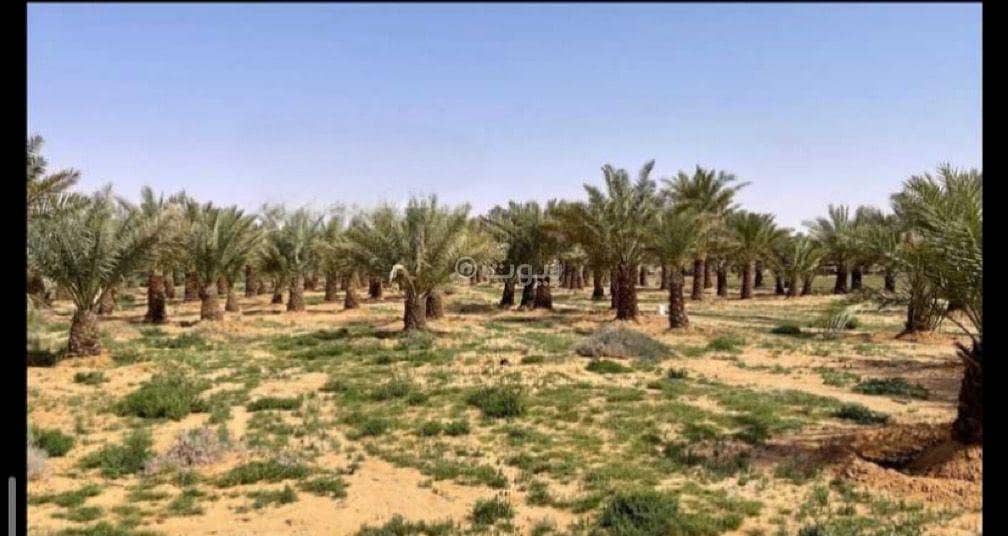 مزرعة للبيع في المدينة المنورة، شارع عثمتن بن عفان مزرعة للبيع في المدينة المنورة، شارع عثمتن بن عفان