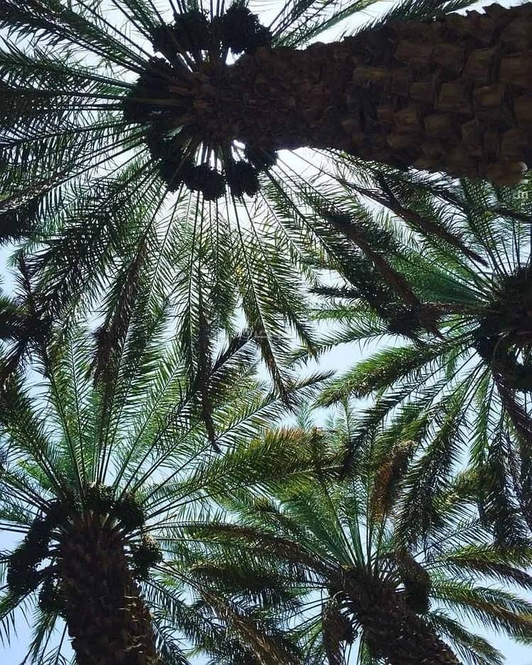 مزرعة للإيجار في النقعي، النجاة