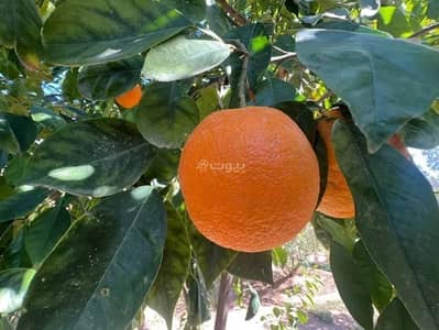 مزرعة  للبيع في فيضه بن حميد - مزرعة للبيع في شارع شارع , حي فيضه بن حميد, مدينة فيضه بن حميد, منطقة القصيم
