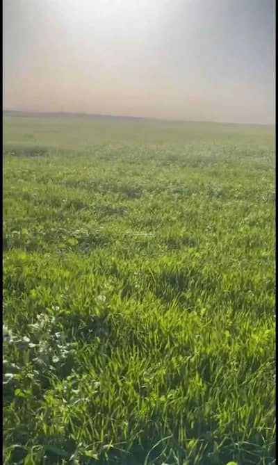 مزرعة 1 غرفة نوم للبيع في المربع منطقة القصيم - مزرعة للبيع في المربعة منطقة القصيم