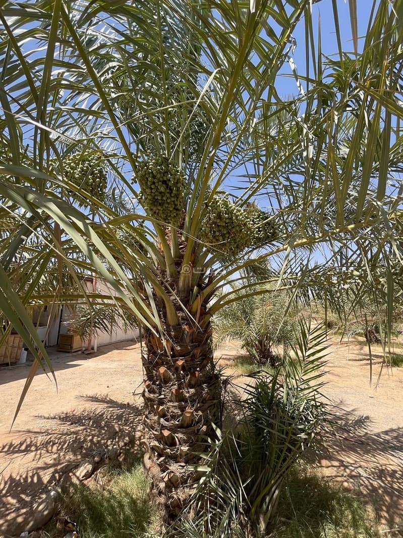 مزرعة للبيع في منطقة الأحساء بالرياض