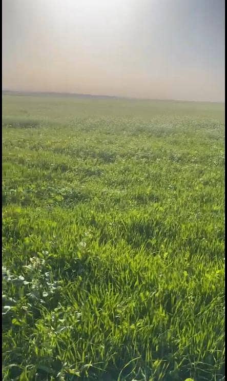 للبيع مزرعة بمدينة العمار للبيع مزرعة بمدينة العمار