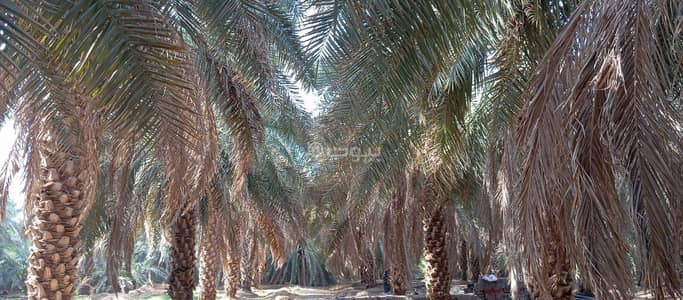 Farm for Sale in Wadi al humd, Madina - Farm For Sale in Wadi al Humd, Madina