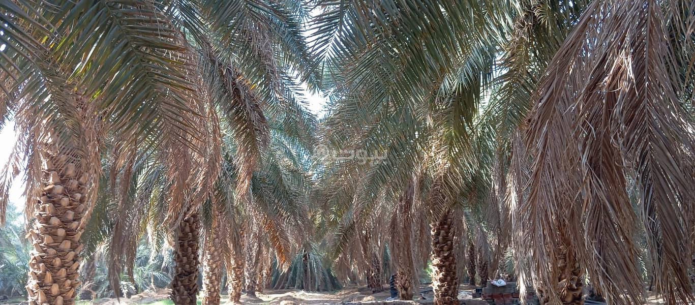 Farm For Sale in Wadi al Humd, Madina Farm For Sale in Wadi al Humd, Madina