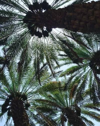 مزرعة  للايجار في النقيع، النقيع - مزرعة للإيجار في النقعي، النجيه