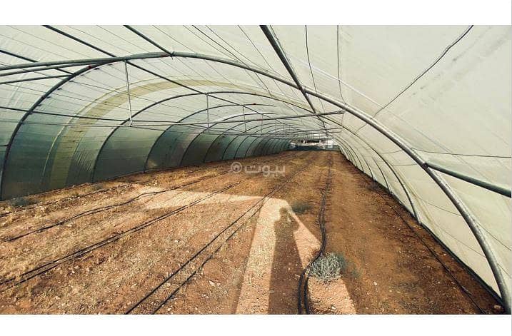 8 غرفة نوم مزرعة للإيجار في حجر الأوساط، الرياض