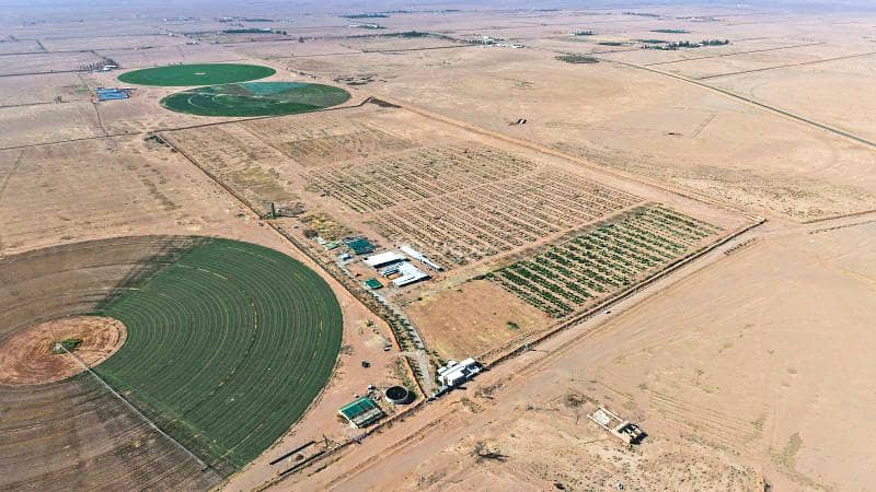 مزرعة للبيع في حائل