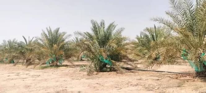 مزرعة  للبيع في مزارع بن علي، ملهم - مزرعة للبيع في حي مزرعه بن علي والدواجن وماحولها, مدينة مزرعه بن علي والدواجن وماحولها, منطقة الرياض