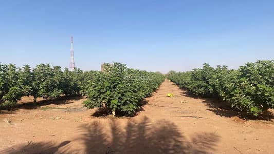 7 Bedroom Farm for Sale in Al Muzahimiyah Farms, Al Muzahimiyah Riyadh Region - Farm in Hawira Nasih