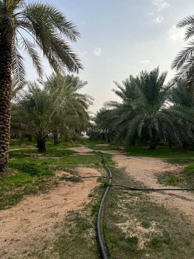 ارض زراعية  للبيع في الحاجب، عنيزة - مزرعة للبيع في الحاجب، عنيزة