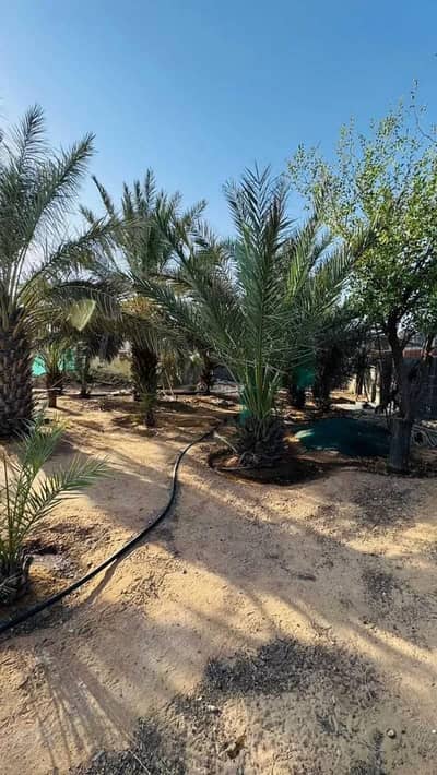 مزرعة  للبيع في بريدة منطقة القصيم - مزرعة للبيع في بريدة منطقة القصيم