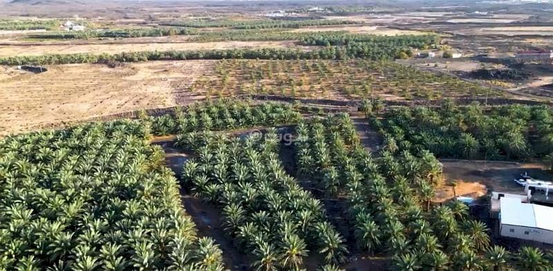 Farm For Sale in Asharai, Madina Farm For Sale in Asharai, Madina