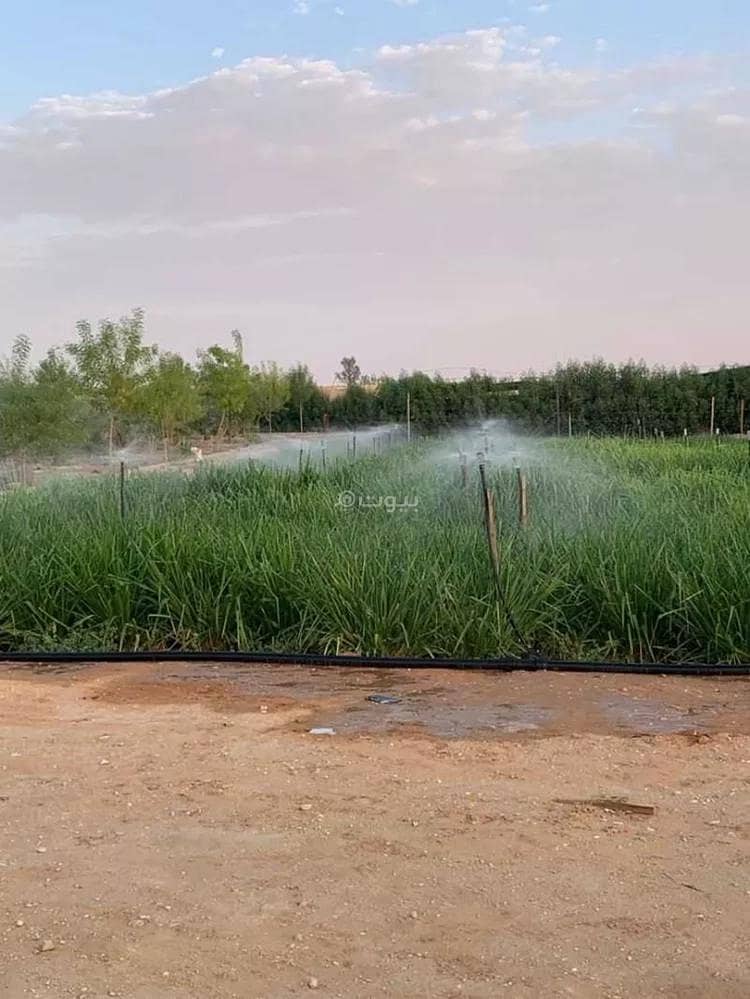 Farm For Sale in Alsaybaniu Farm For Sale in Alsaybaniu