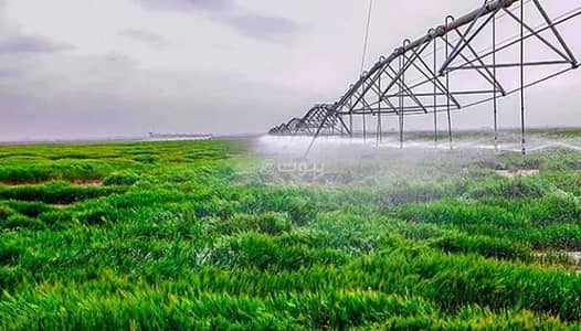 مزرعة 1 غرفة نوم للبيع في مزارع فقية، تبوك - مزرعة للبيع في مزارع فقيه، تبوك