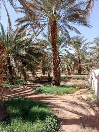 2 Bedroom Farm for Rent in Al Mundasa, Madina - Farm for rent in Al Mundasa, Madina