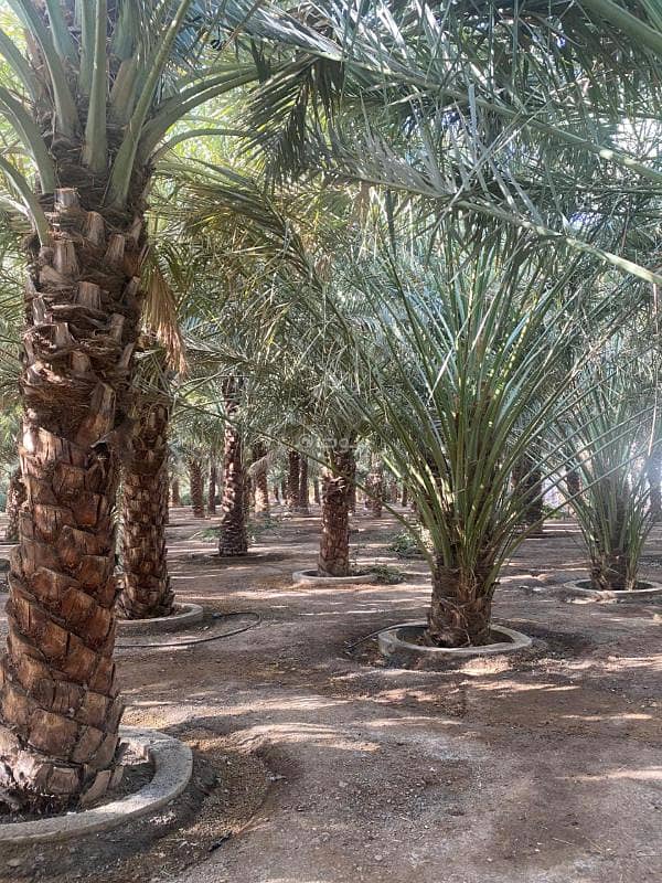 Farm for sale in the middle of Medina with excellent income Farm for sale in the middle of Medina with excellent income