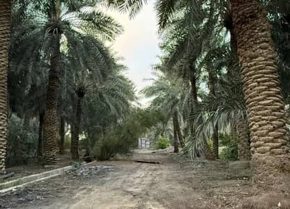 3 Bedroom Farm for Sale in Bani Maan Town, Al Ahsa - Farm For Sale in Bani Maan Town, Al Ahsa