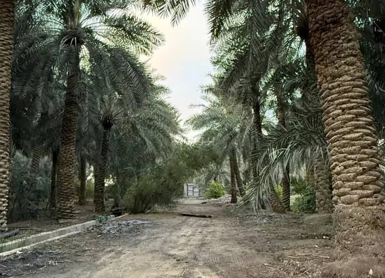 Farm For Sale in Bani Maan Town, Al Ahsa Farm For Sale in Bani Maan Town, Al Ahsa