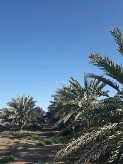 10+ Beds Farm for Sale in Al Ghabah, Madina - For sale: a farm in the Al-Barka area in Medina (Al-Madina).