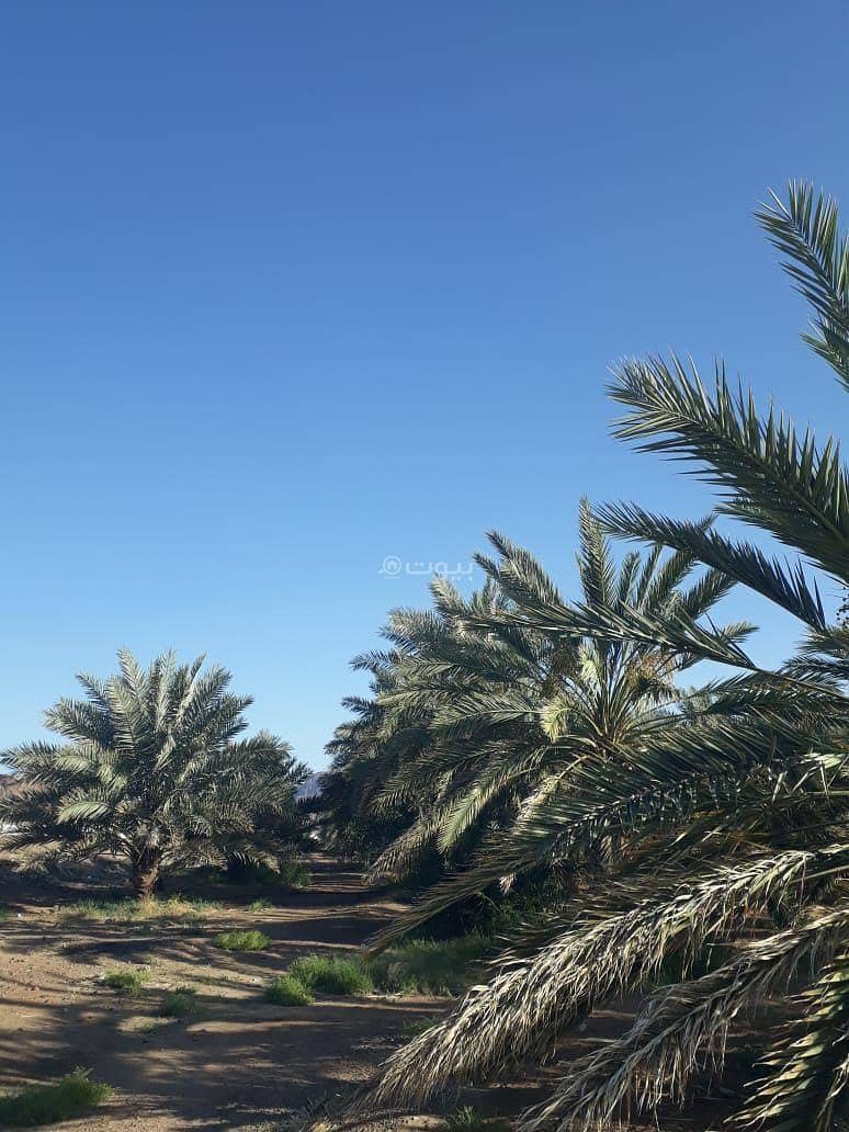 For sale: a farm in the Al-Barka area in Medina (Al-Madina). For sale: a farm in the Al-Barka area in Medina (Al-Madina).