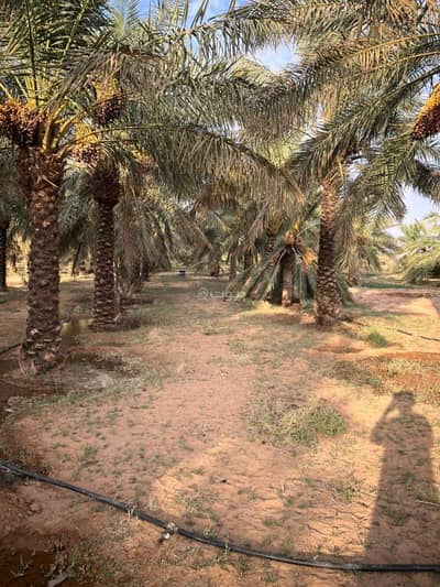 مزرعة  للبيع في بدائع ريمان الشمالي - مزرعة للبيع في شارع 000, حي بدائع ريمان الشمالي, مدينة بدائع ريمان الشمالي, منطقة القصيم