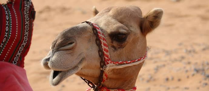 محافظة الاسياح .. ما هي الفرص الاستثمارية التي تضمها؟ محافظة الاسياح .. ما هي الفرص الاستثمارية التي تضمها؟