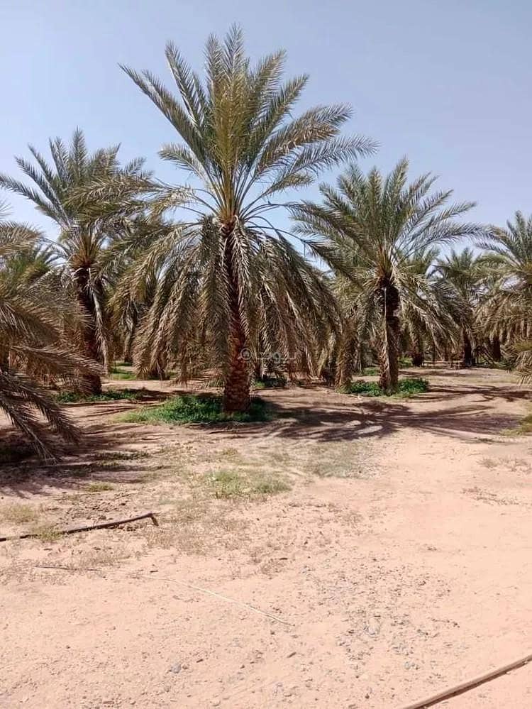 Farm For Sale in Al Mundasa, Madina Farm For Sale in Al Mundasa, Madina