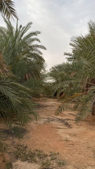 مزرعة 3 غرف نوم للبيع في حي شخيب، المزاحمية منطقة الرياض - مزرعة في منطة الرياض - في المزاحمية – حي خشيب مزرعة 3 غرف نوم للبيع في حي شخيب، المزاحمية منطقة الرياض - مزرعة في منطة الرياض - في المزاحمية – حي خشيب